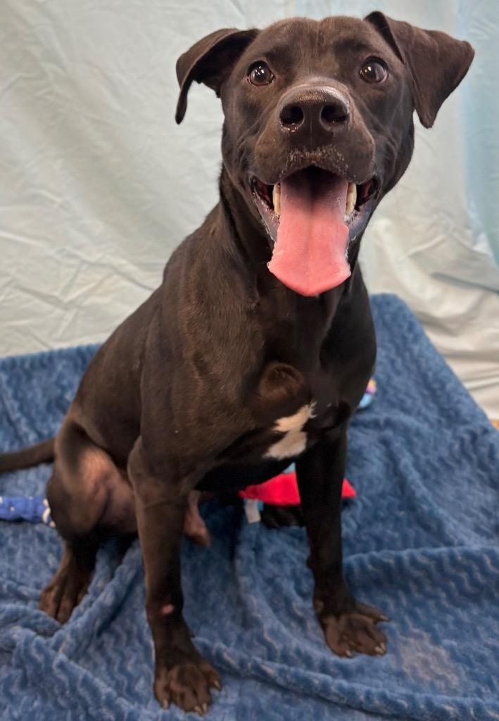 Enlarge SULTAN, a Adoptable mixed breed in Nacogdoches, TX image 1/6