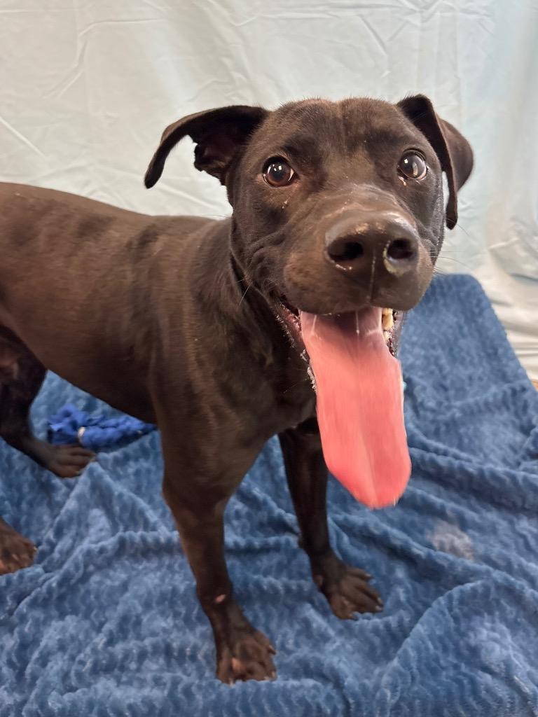 SULTAN, Adoptable, Young Male Labrador Retriever.