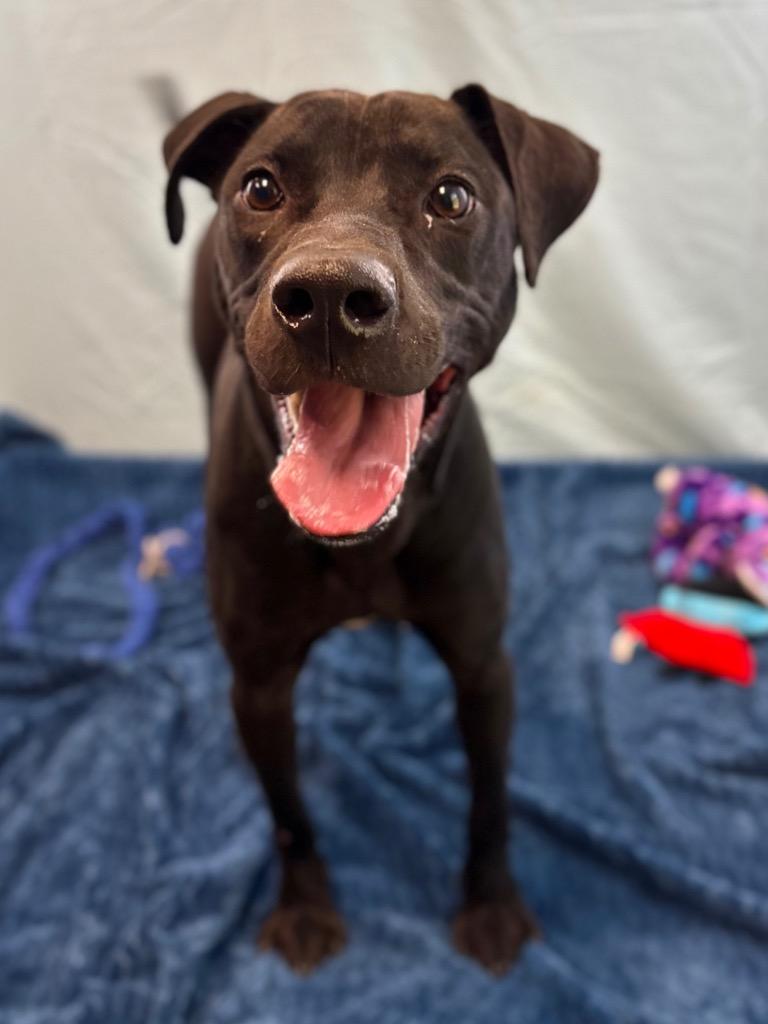 Enlarge SULTAN, a Adoptable mixed breed in Nacogdoches, TX image 3/6