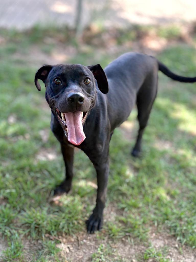 Enlarge SULTAN, a Adoptable mixed breed in Nacogdoches, TX image 4/6