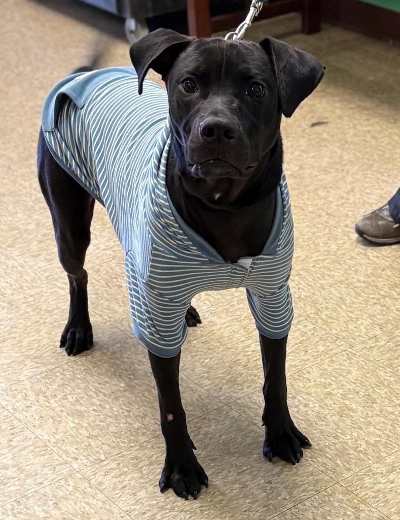 Enlarge SULTAN, a Adoptable mixed breed in Nacogdoches, TX image 5/6