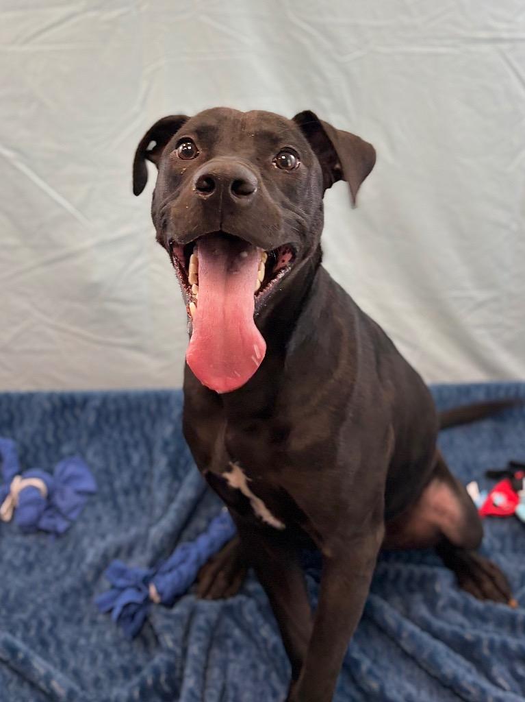 Enlarge SULTAN, a Adoptable mixed breed in Nacogdoches, TX image 6/6