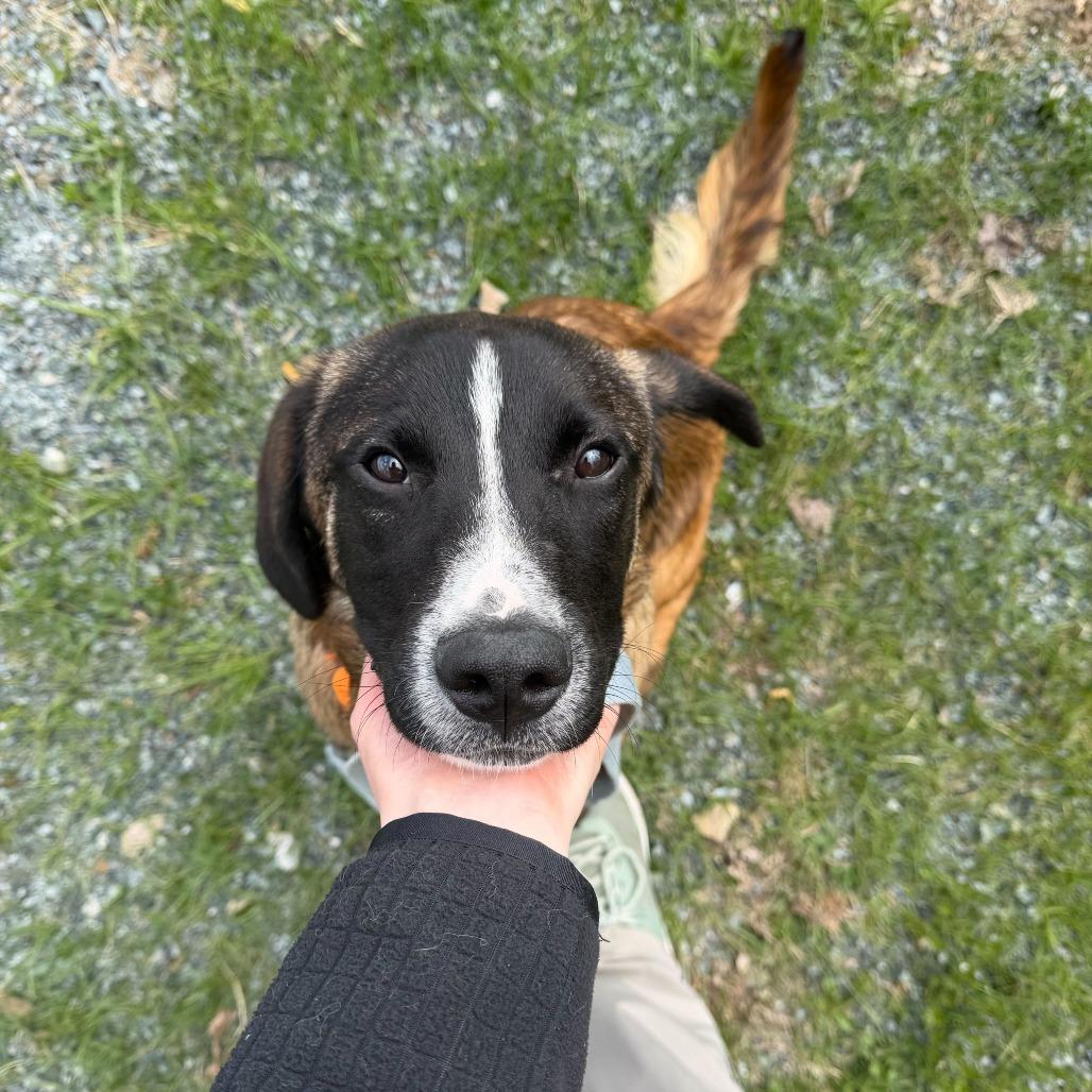 Enlarge Harry, a Adoptable Hound in Enfield, NH image 2/4