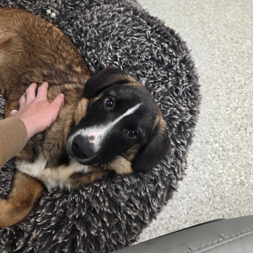 Enlarge Harry, a Adoptable Hound in Enfield, NH image 3/4