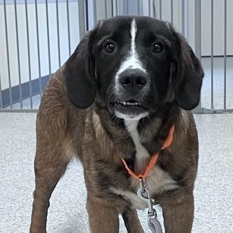 Enlarge Harry, a Adoptable Hound in Enfield, NH image 4/4