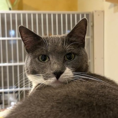 Kaycee, a Adoptable Domestic Short Hair in East Brunswick, NJ image 2/5