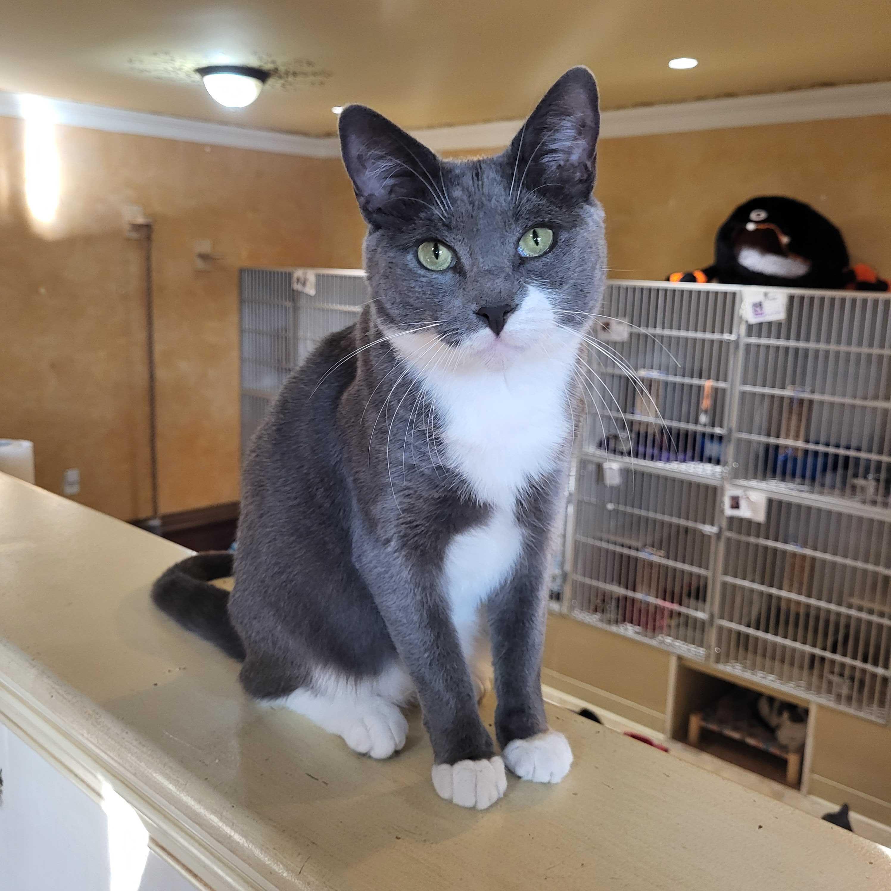 Kaycee, a Adoptable Domestic Short Hair in East Brunswick, NJ image 1/5