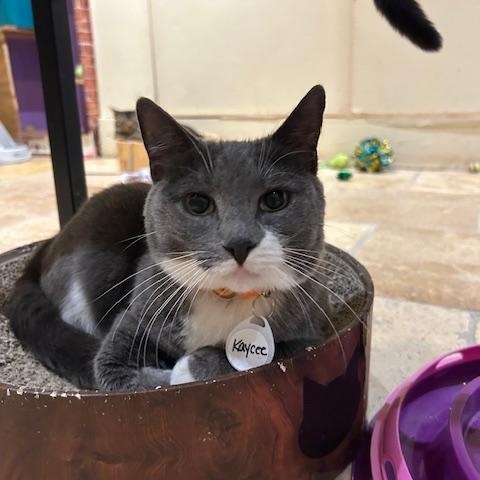 Kaycee, a Adoptable Domestic Short Hair in East Brunswick, NJ image 3/5