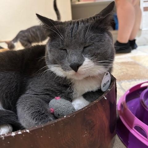 Kaycee, a Adoptable Domestic Short Hair in East Brunswick, NJ image 4/5