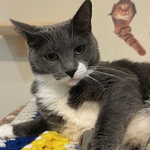 Kaycee, a Adoptable Domestic Short Hair in East Brunswick, NJ image 5/5