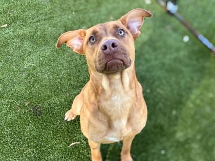 Shelby, Adoptable, Adult Female Retriever & Mixed Breed.