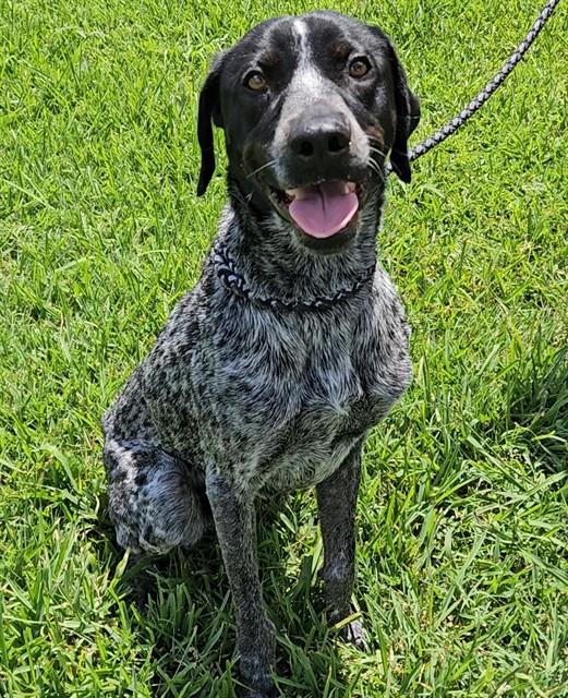 MAX, Adoptable, Adult Male German Shorthaired Pointer.