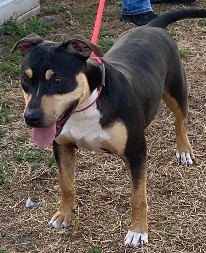 Enlarge Cray, a Adoptable American Bully in Brooksville, FL image 1/7