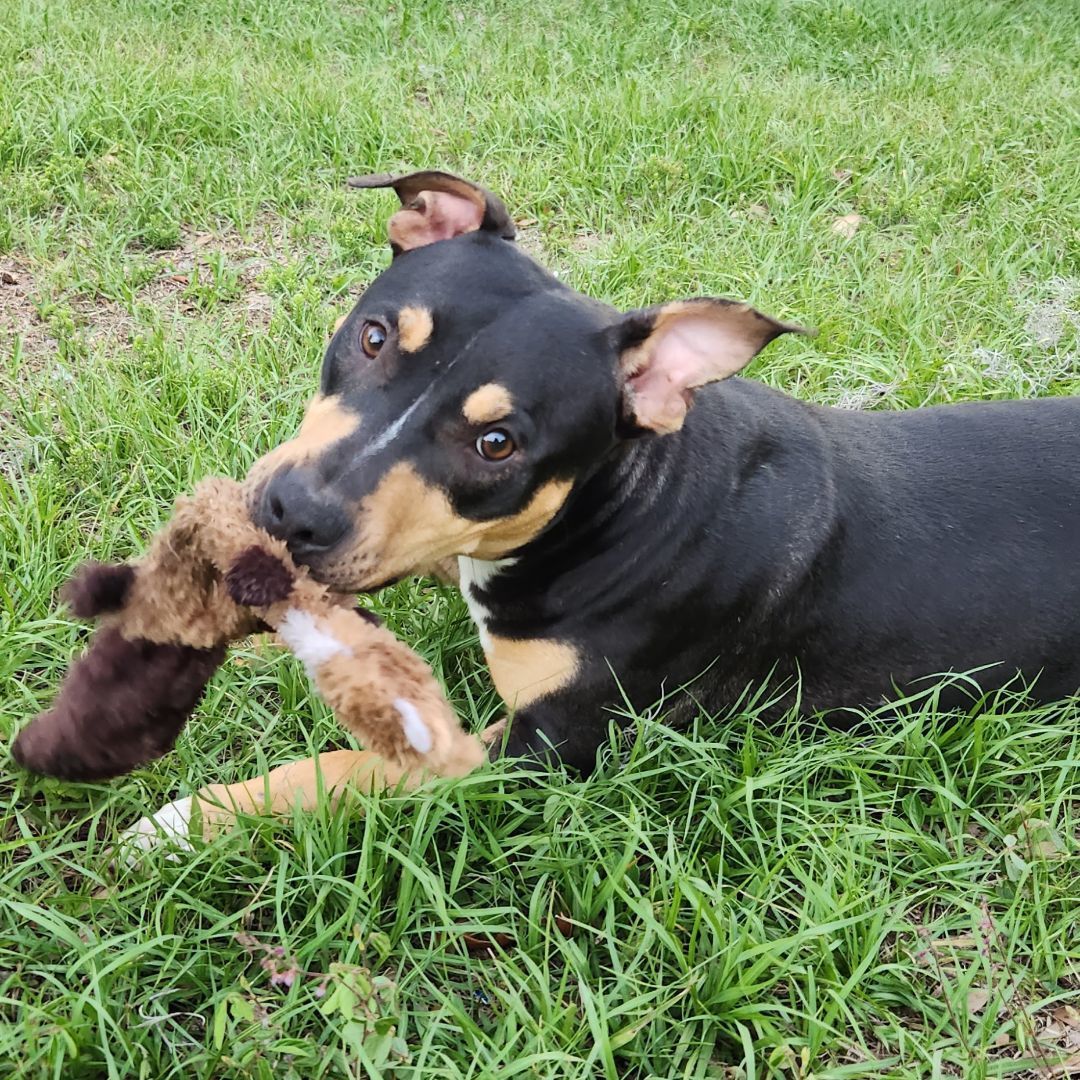 Enlarge Cray, a Adoptable American Bully in Brooksville, FL image 2/7