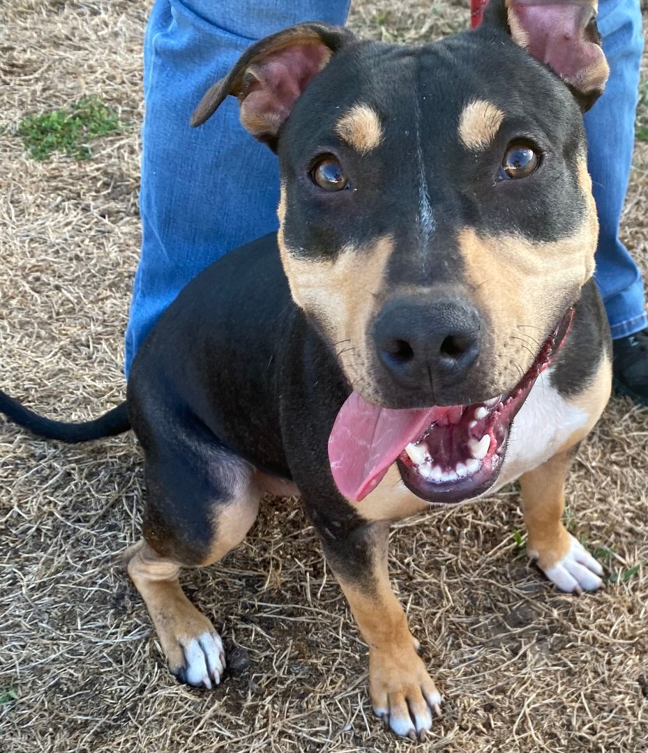 Enlarge Cray, a Adoptable American Bully in Brooksville, FL image 3/7