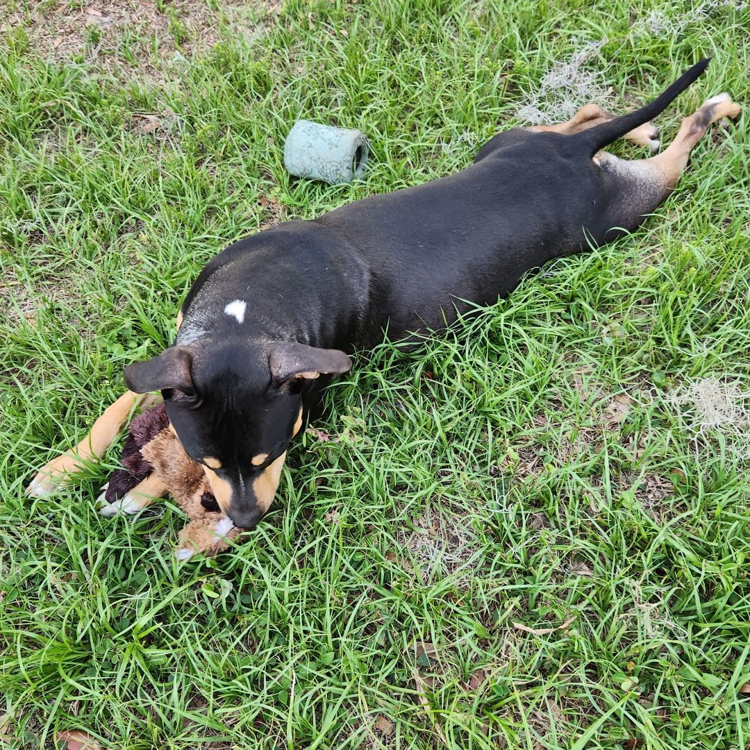 Enlarge Cray, a Adoptable American Bully in Brooksville, FL image 4/7