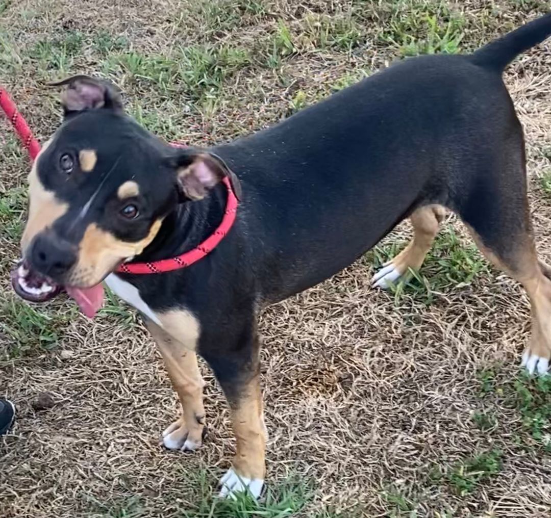 Enlarge Cray, a Adoptable American Bully in Brooksville, FL image 5/7