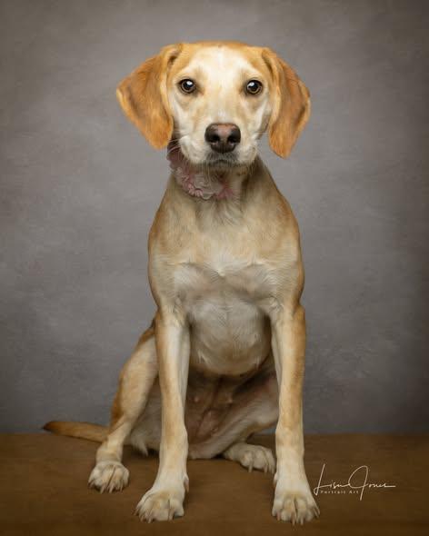Gwenevere, adopted, Young Female Beagle.