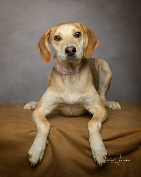 Enlarge Gwenevere, an adopted Beagle in Cullman, AL image 2/3