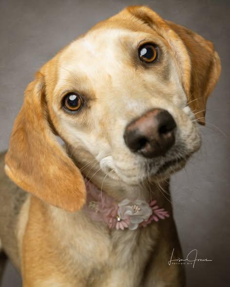 Enlarge Gwenevere, an adopted Beagle in Cullman, AL image 3/3