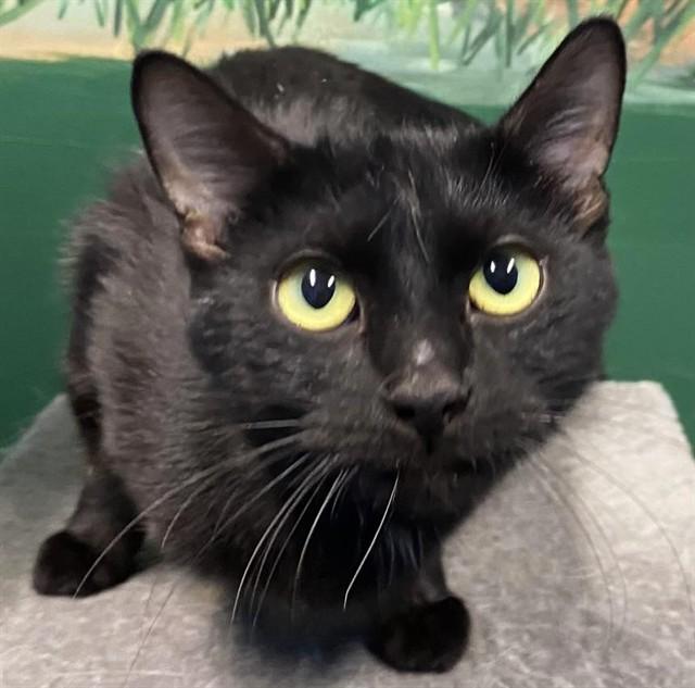 CORRIE, Adoptable, Young Female Domestic Short Hair & Domestic Short Hair.