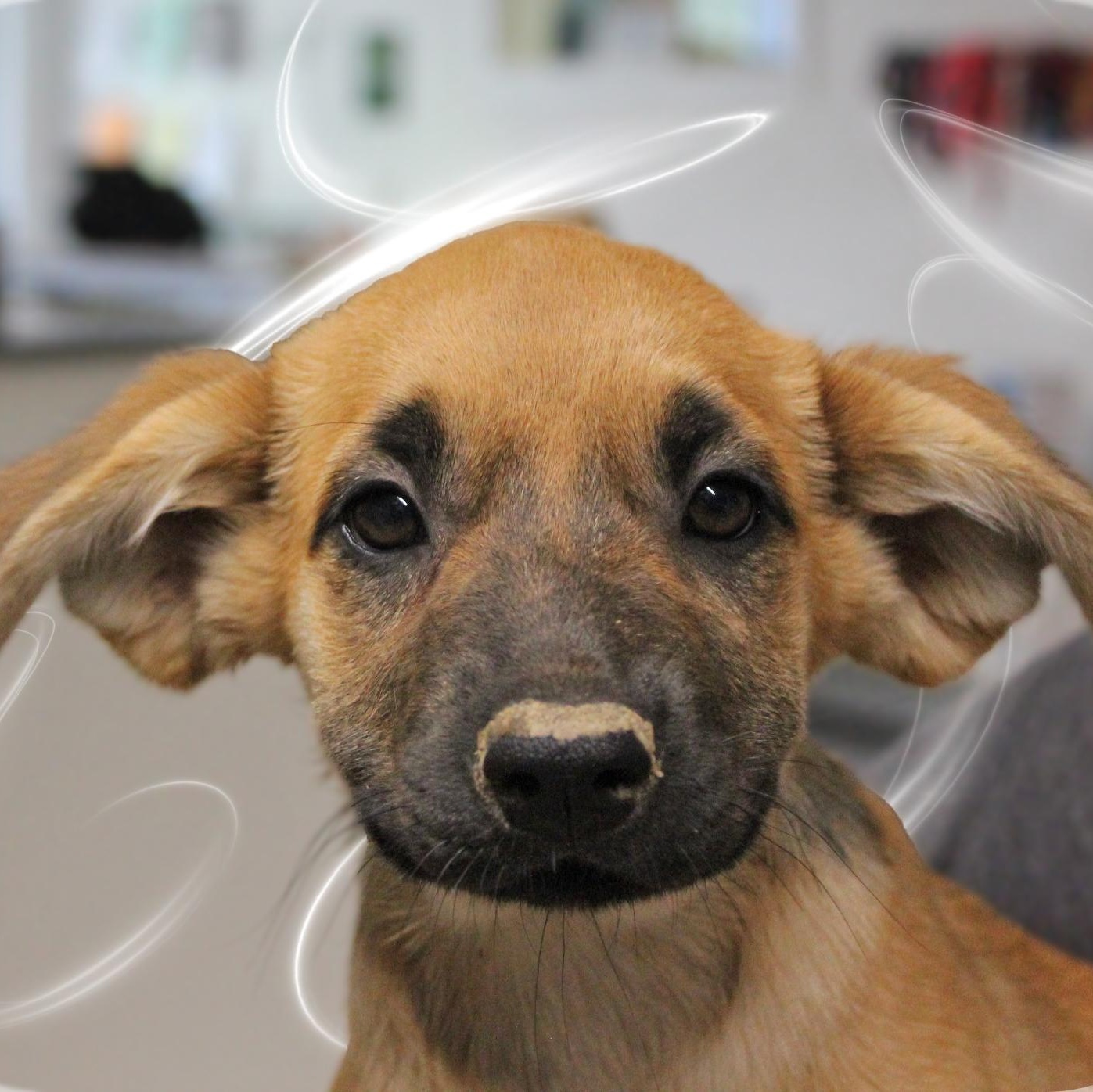 Enlarge Carmillo, a Adoptable Mixed Breed in Amelia, OH image 1/1