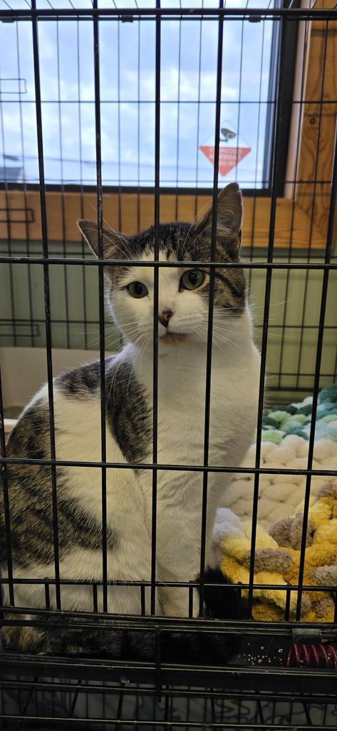 Smudge, Adoptable, Young Male Domestic Short Hair.