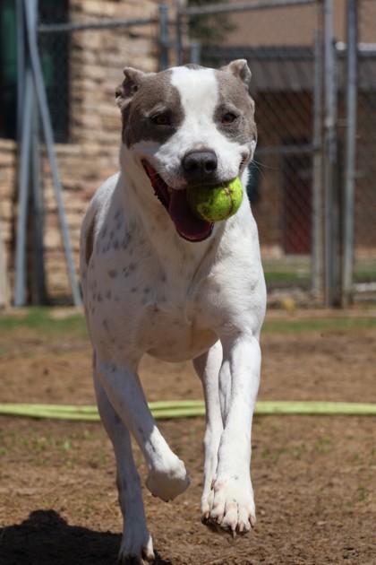 Kyle, Adoptable, Young Male Pit Bull Terrier & Mixed Breed.