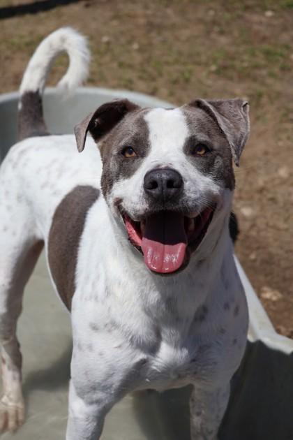 Kyle, a Adoptable mixed breed in Irving, TX image 2/3