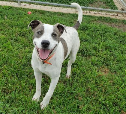 Kyle, a Adoptable mixed breed in Irving, TX image 3/3
