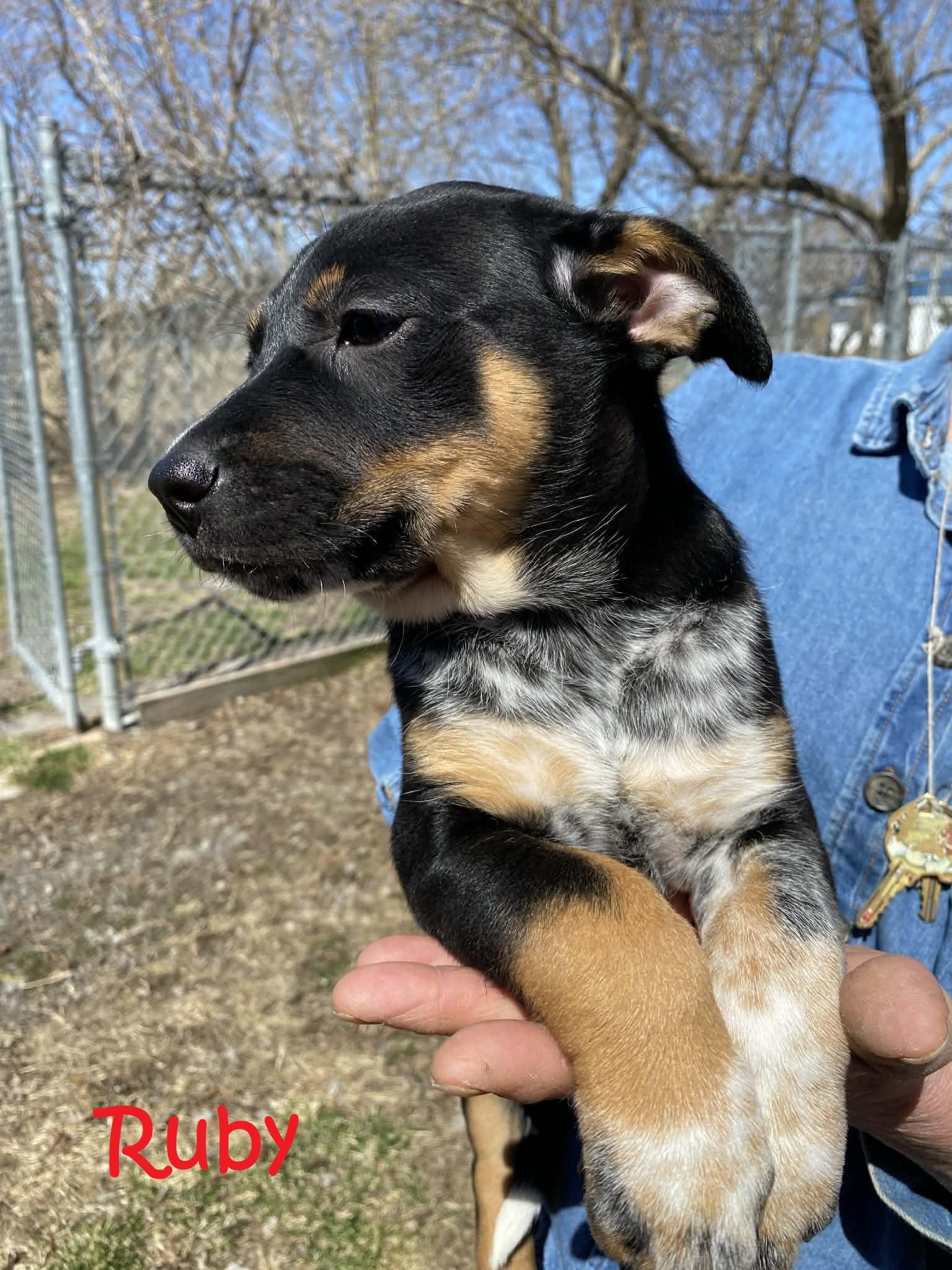 Ruby, ADOPTABLE, Puppy Female Mixed Breed.