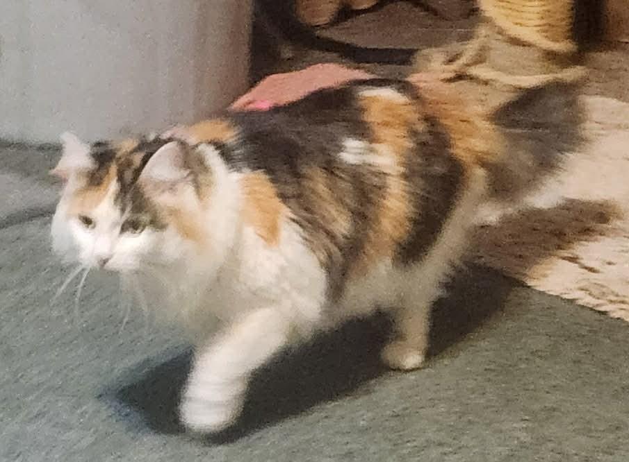 Camille, an adopted Domestic Long Hair in Tehachapi, CA image 3/3