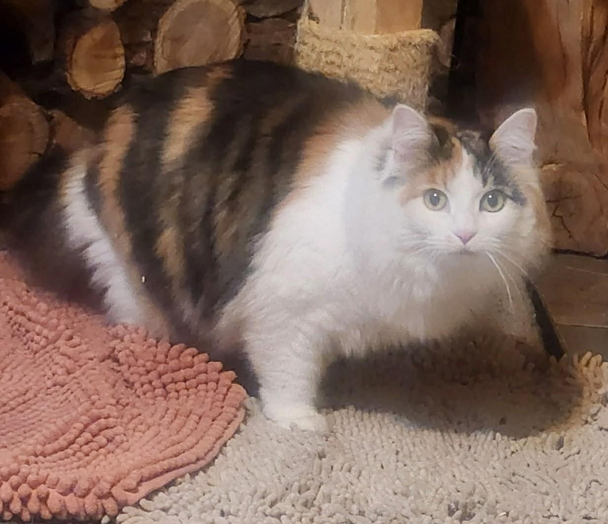 Camille, an adopted Domestic Long Hair in Tehachapi, CA image 2/3