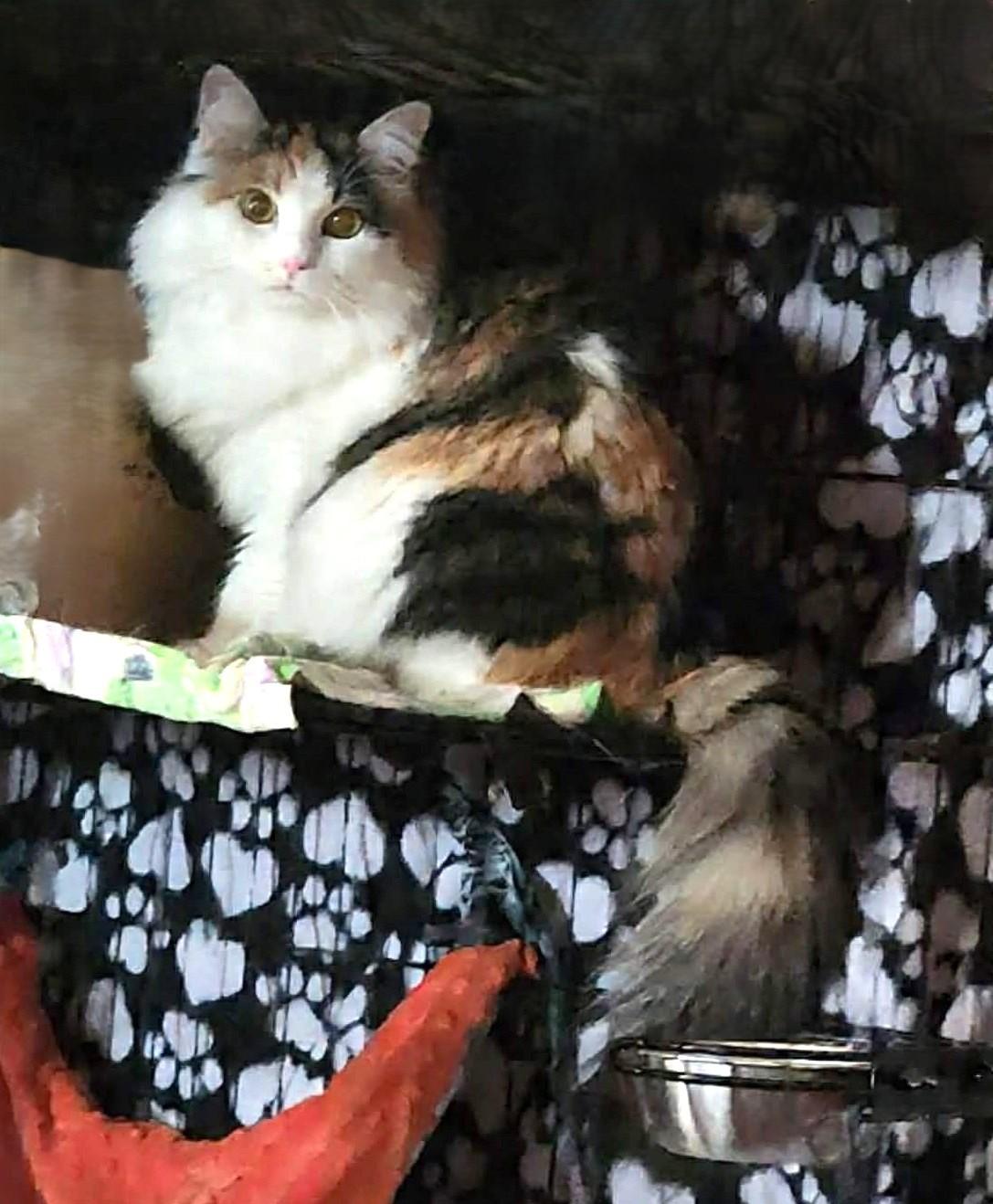 Camille, adopted, Adult Female Domestic Long Hair.