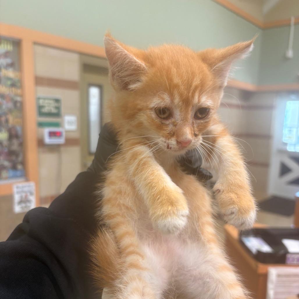 Circus Peanut, Adoptable, Kitten Female Domestic Short Hair.