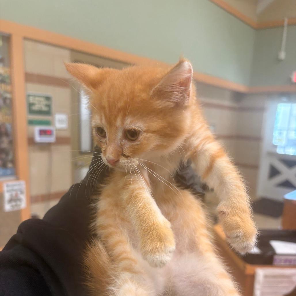 Enlarge Circus Peanut, a Adoptable Domestic Short Hair in Winston-Salem, NC image 2/2