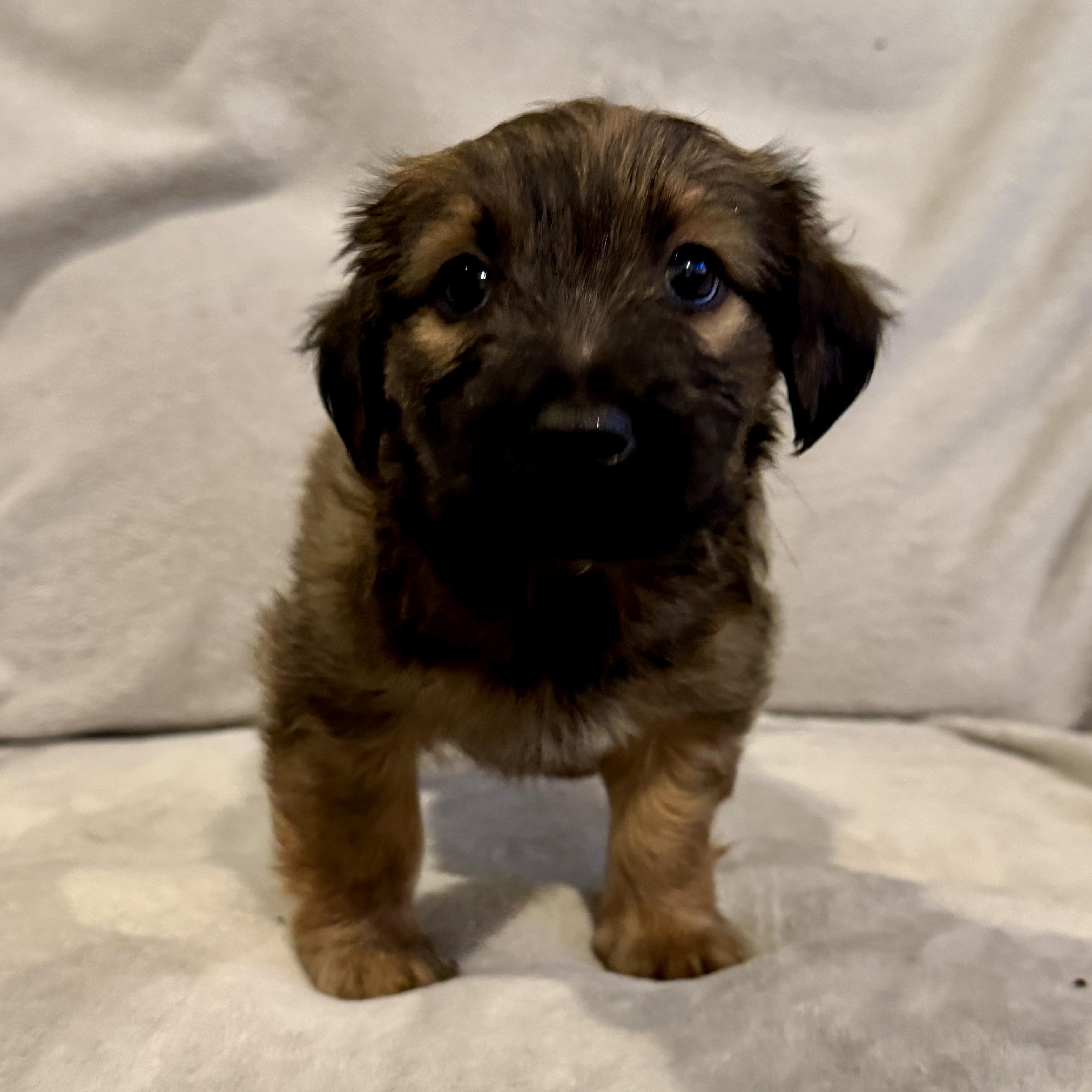Rocio (R litter), adopted, Puppy Female Border Terrier.