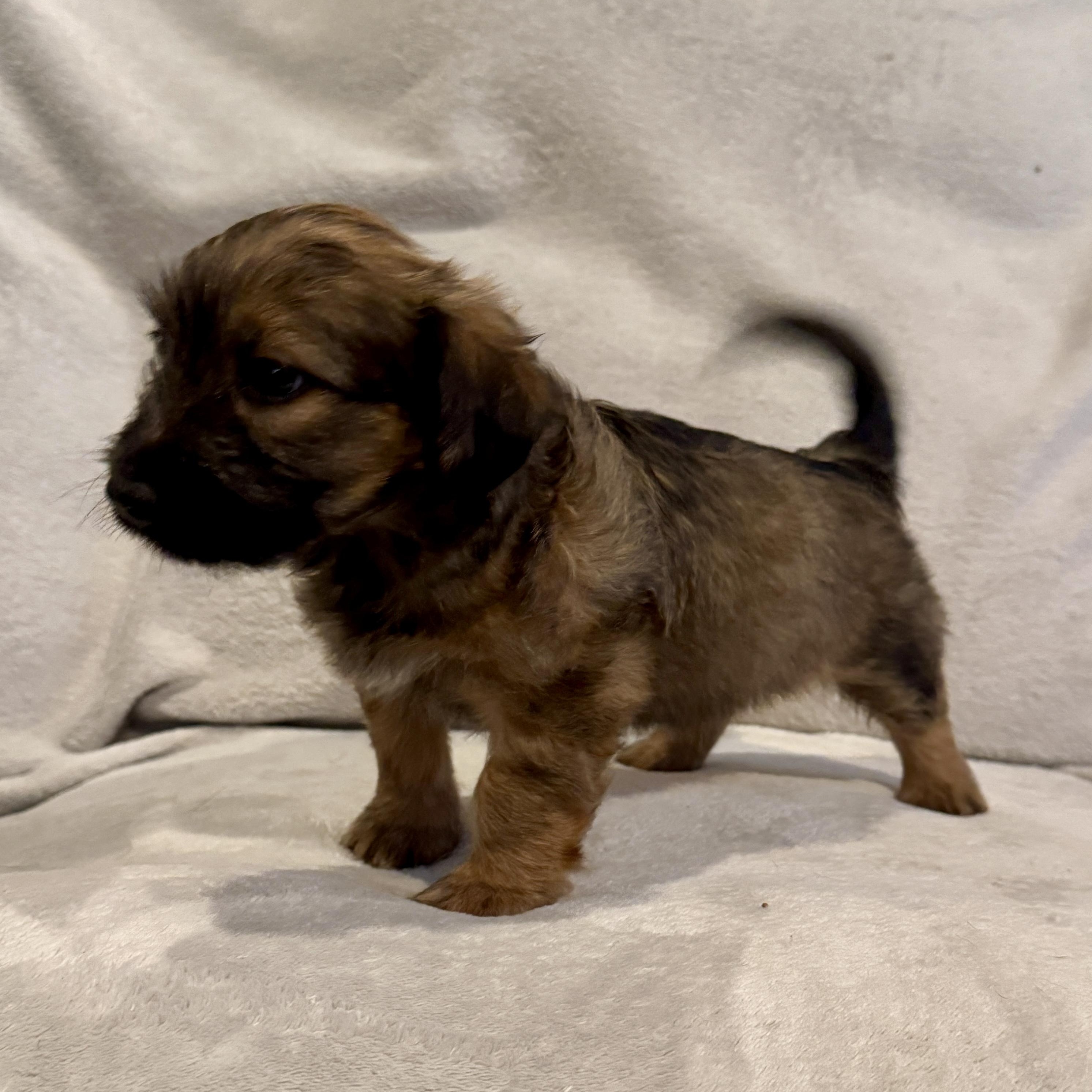 Enlarge Rocio (R litter), an adopted mixed breed in San Diego, CA image 2/2