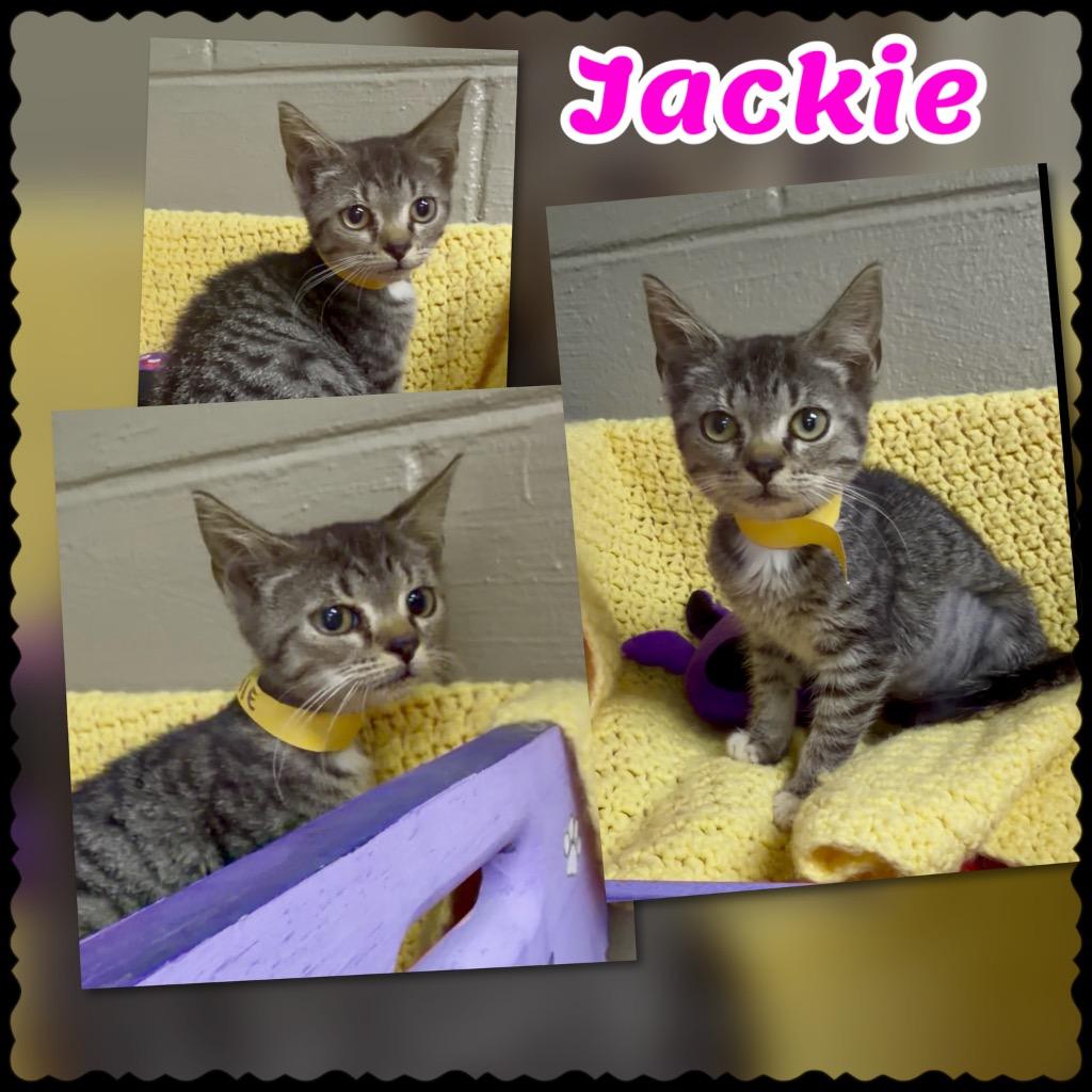 Jackie, Adoptable, Kitten Female Domestic Short Hair.