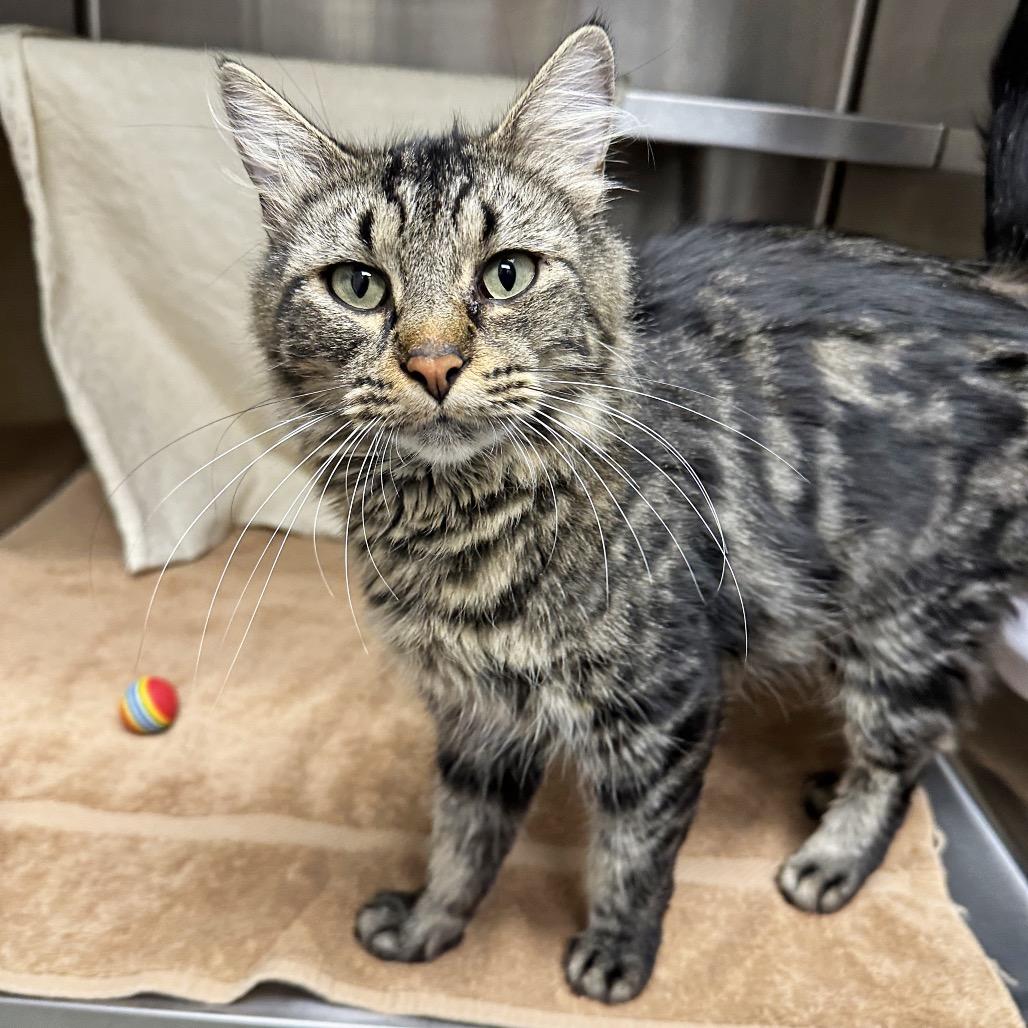 Mystery, Adoptable, Adult Female Domestic Medium Hair.