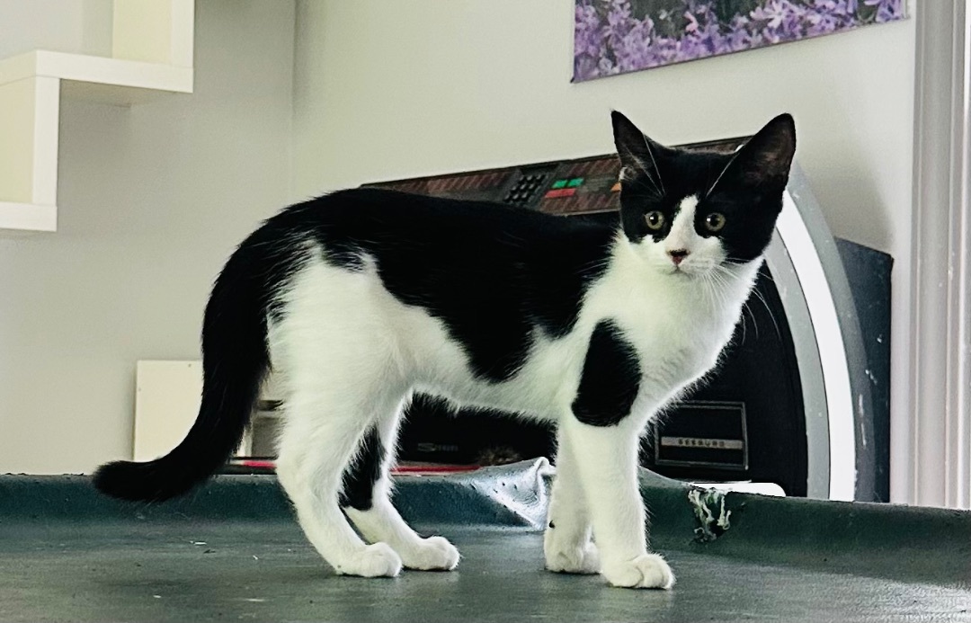 Jolene, Adopted, Kitten Female Domestic Short Hair.