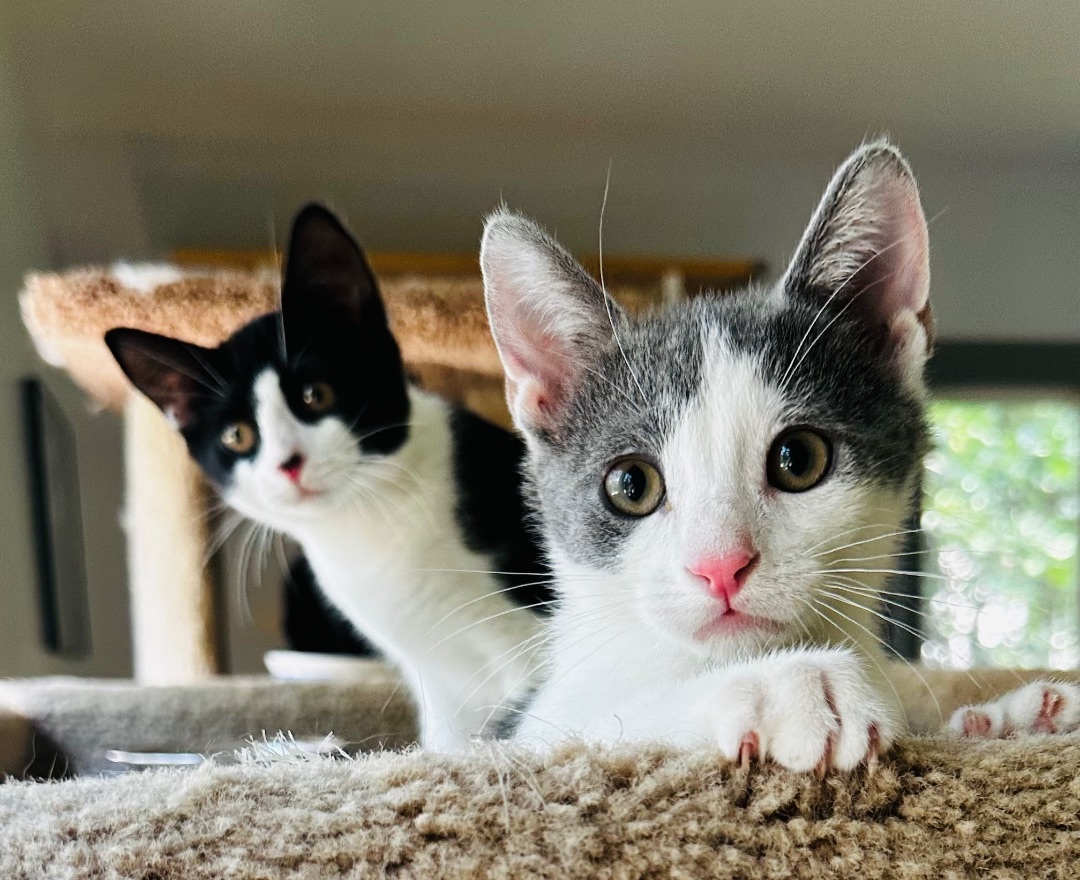 Enlarge Jolene, a Adopted Domestic Short Hair in Woodbridge, VA image 2/12