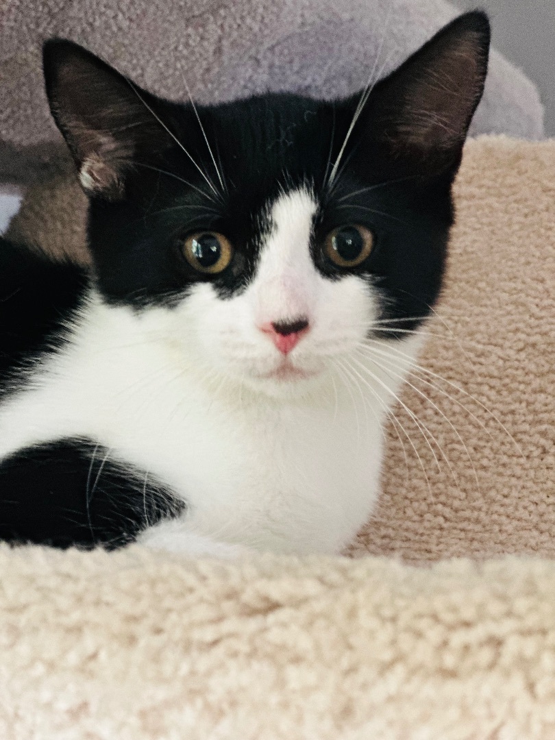 Enlarge Jolene, a Adopted Domestic Short Hair in Woodbridge, VA image 3/12