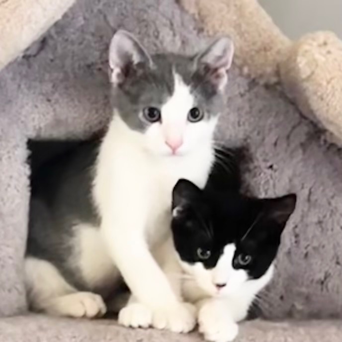 Enlarge Jolene, a Adopted Domestic Short Hair in Woodbridge, VA image 5/12