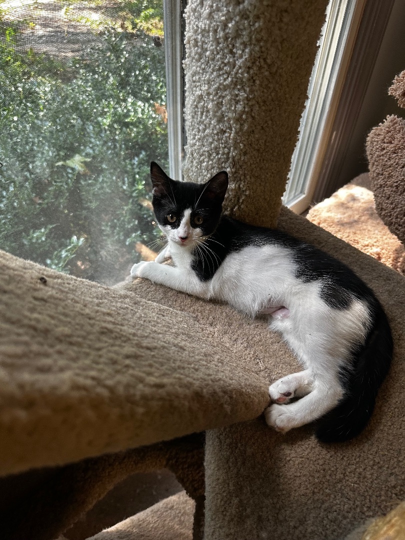 Enlarge Jolene, a Adopted Domestic Short Hair in Woodbridge, VA image 6/12