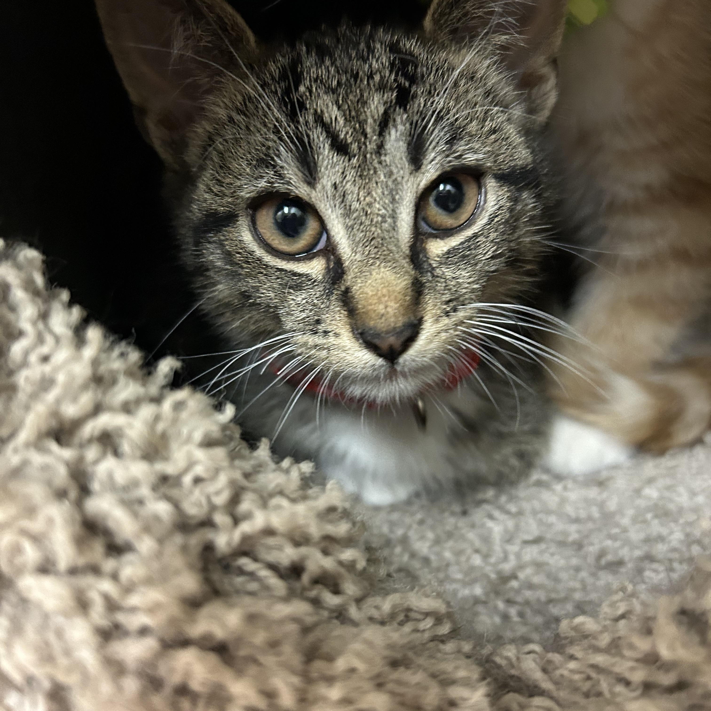 Easton, Baby Male Domestic Short Hair