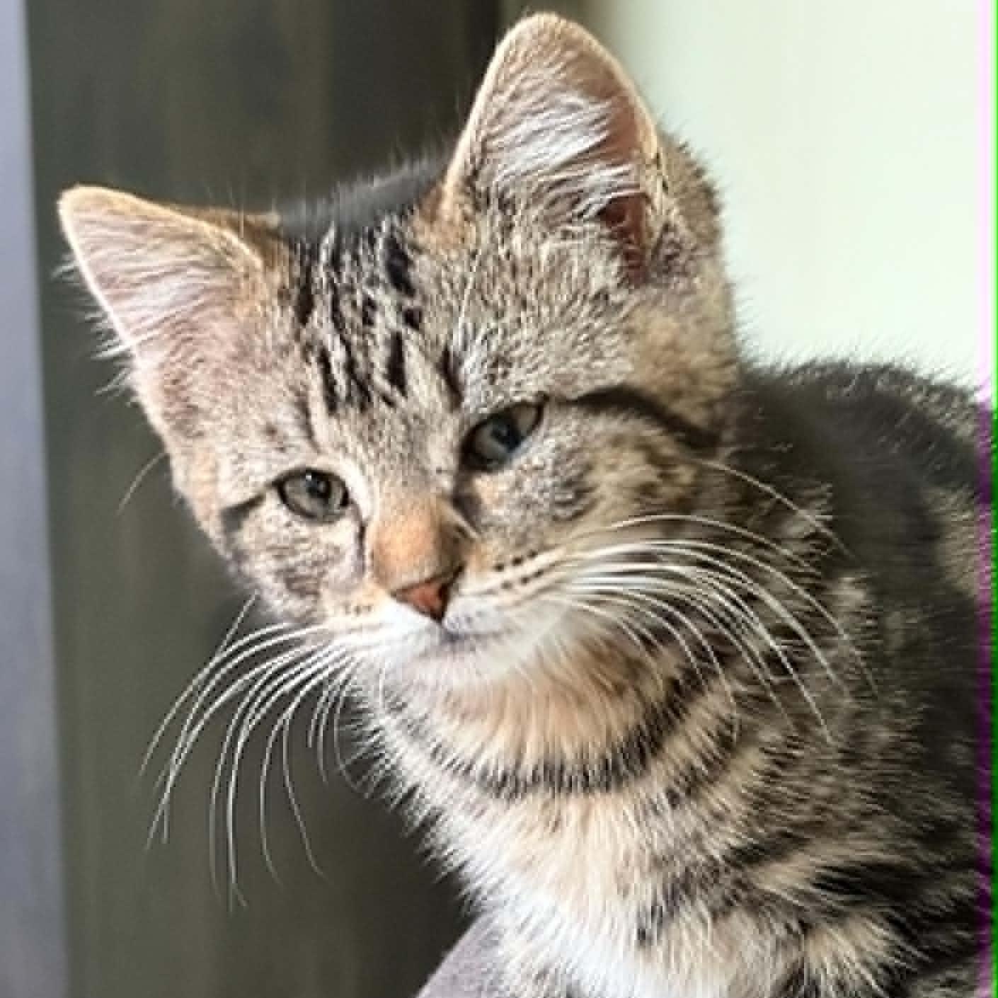 Widget, a ADOPTABLE Domestic Short Hair in Warren, NJ image 1/6