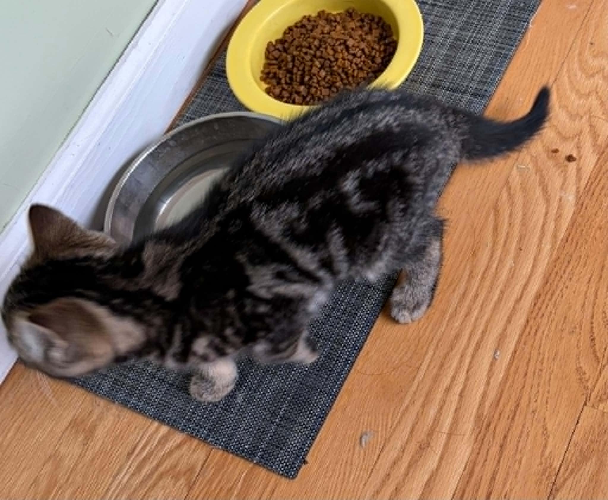 Widget, a ADOPTABLE Domestic Short Hair in Warren, NJ image 5/6