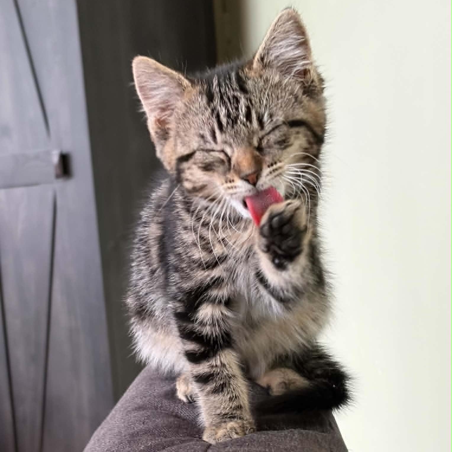 Widget, a ADOPTABLE Domestic Short Hair in Warren, NJ image 3/6