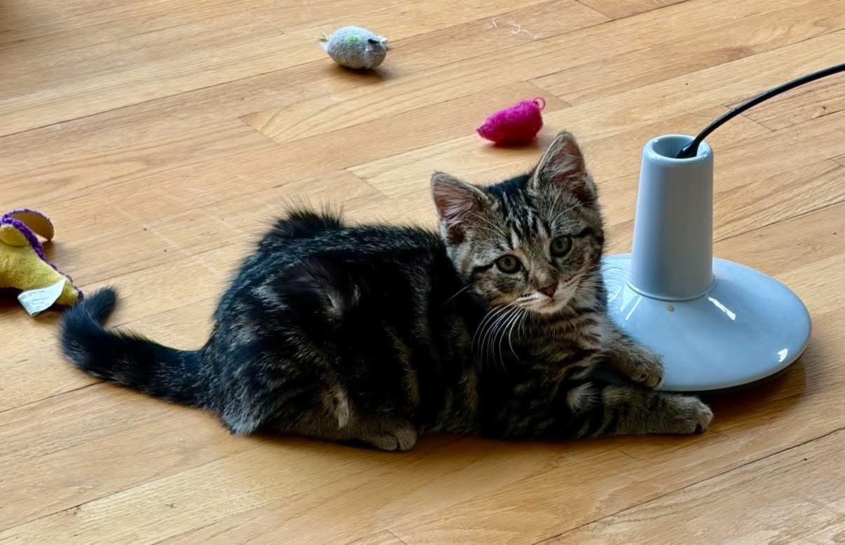Widget, a ADOPTABLE Domestic Short Hair in Warren, NJ image 6/6